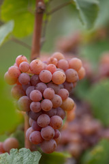 Gewürztraminer am Weinstock Makro