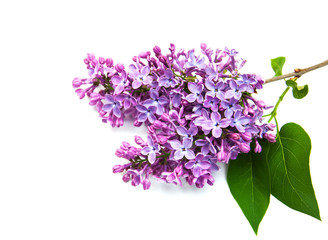 Lilac flowers