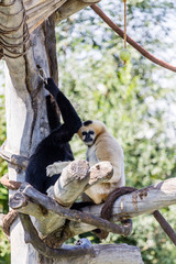 Indian Langur Monkeys