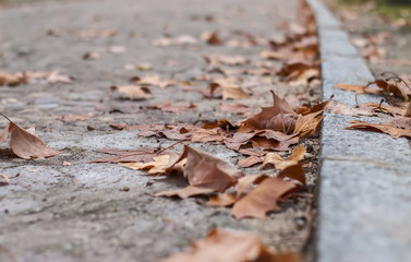 Fallen brown leaves around curb at park path in winter