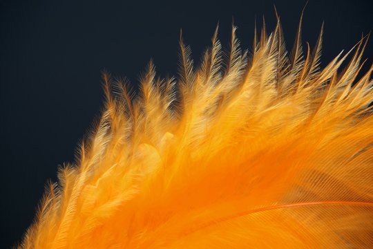 Orange Feather On Black Background