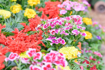 Dianthus chinensis flower