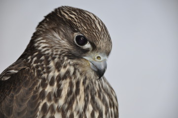 Falco Rusticolus