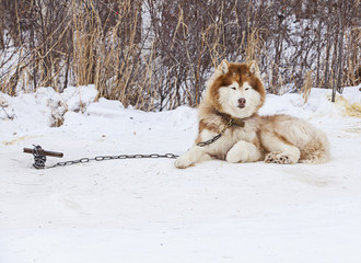 red Malamute  in nursery for dogs