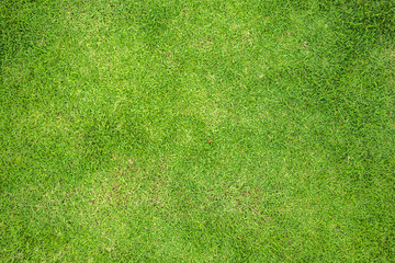 Plakat Grass Field Top View Texture