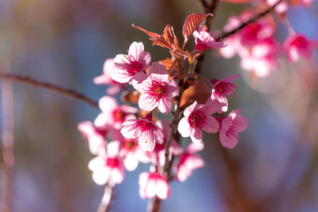 Cherry blossom or  Sakura flower with blue sky, Chiang mai Thail