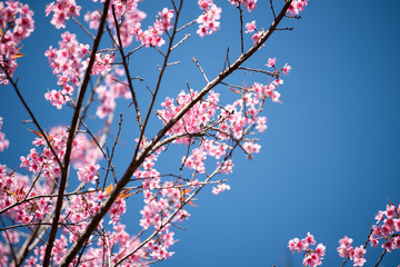 Cherry blossom or  Sakura flower with blue sky, Chiang mai Thail
