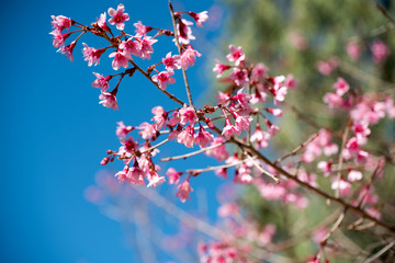 Cherry blossom or  Sakura flower with blue sky, Chiang mai Thail