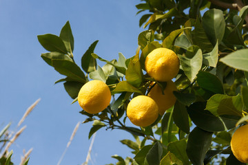 Lemons on the tree in a sunny daylight