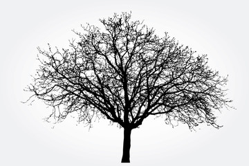 black tree