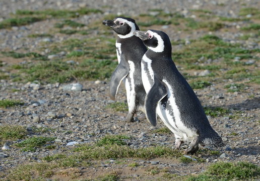 Magellanic Penguins  at the penguin sanctuary on Magdalena Island in the Strait of Magellan near Punta Arenas in southern Chile.