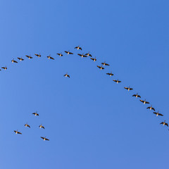 migrant bird in the sky
