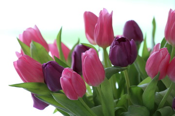 Flowers, fleurs, tulipes