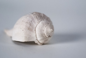 White Shell