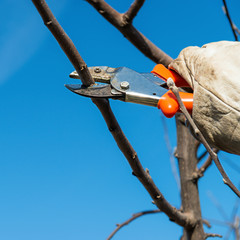 Pruning tree brunch with pruning shears
