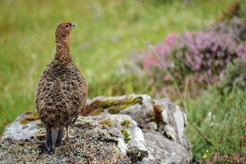 red grouse on handa island