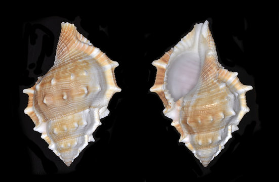 Bufonaria, a genus of marine gastropod mollusks in the family Bursidae, the frog snails