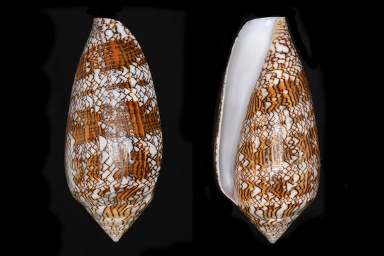 Conus textile (the Textile Cone), a marine gastropod mollusk in the family Conidae, the cone snails, cone shells or cones