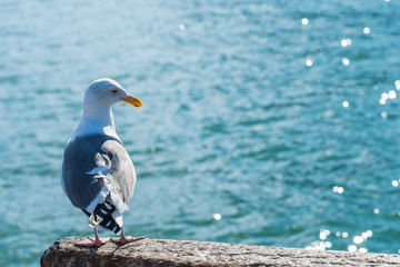 Backside of seagull and water glitter background