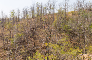 forest landscape in summer