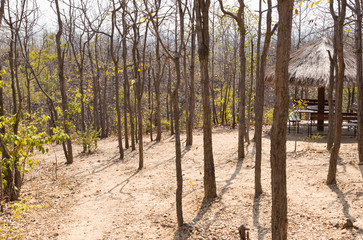 wooden bench in gazebo on the hill in forest