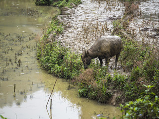 Vietnam buffalo going to drink a water from mountain river