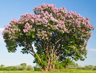 blossoming lilac tree in sunny park