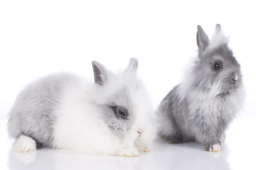 Zwei niedliche Kaninchen Löwenkopf auf weißem Hintergrund