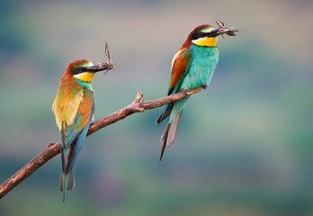 Two bee-eater - 102129402