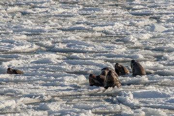 male sea lion with his females between the ice floes