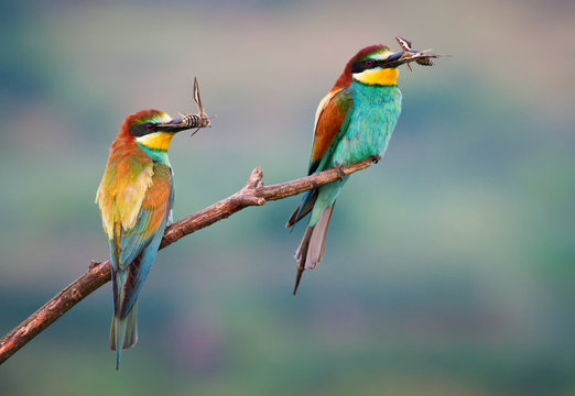 Two bee-eater