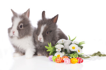 Niedliche Kaninchen Löwenkopf auf weißem Hintergrund mit Blümchen