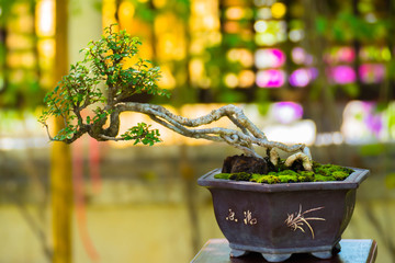 Close up shot bonsai on bokeh background