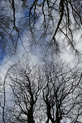 Winter Woodland Canopy