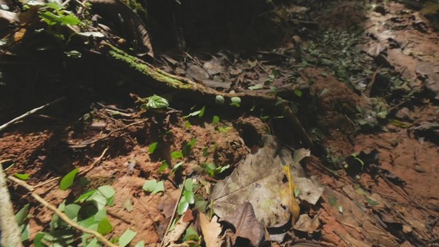 Leaf-cutter ants, fly over, slow motion
