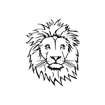 Lion Head sketch for t shirt design and others. AI format available.