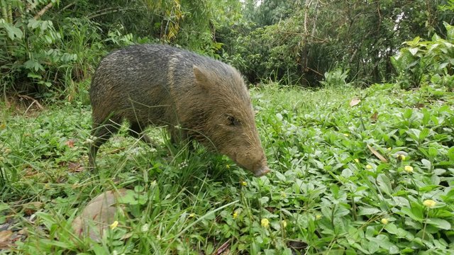 Wild boar in the amazonian jungle