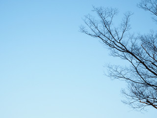 Tree silhouette in the blue sky