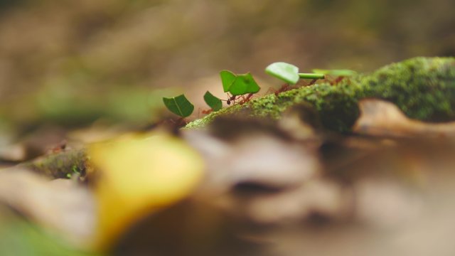 Leaf-cutter ants in the amazonian jungle