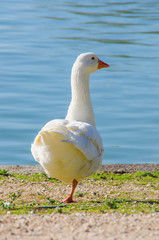 Back view of white goose walking to pond