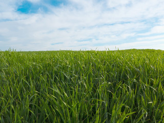 View on green field