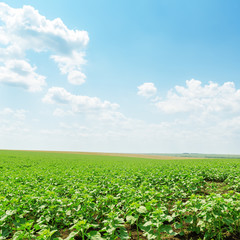 green sunflower field and clouds in blue sky