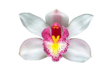 Beautiful white Cymbidium orchid flowers over white background