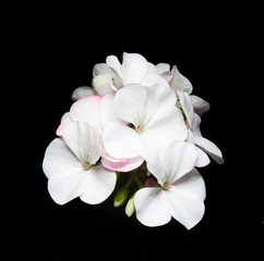 Fototapeta na wymiar Geranium flower on black background.