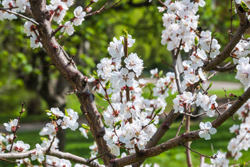 Blooming Apple tree in the garden