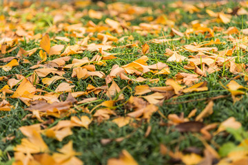 Lots of yellow Ginkgo leaves on green grasses