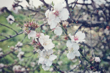 image of spring white cherry blossoms tree. selective focus. vintage filtered
