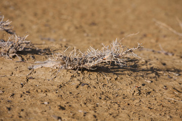 Desert landscape