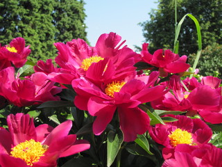 Bloooming pink peony flowers