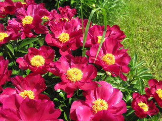 Bloooming pink peony flowers